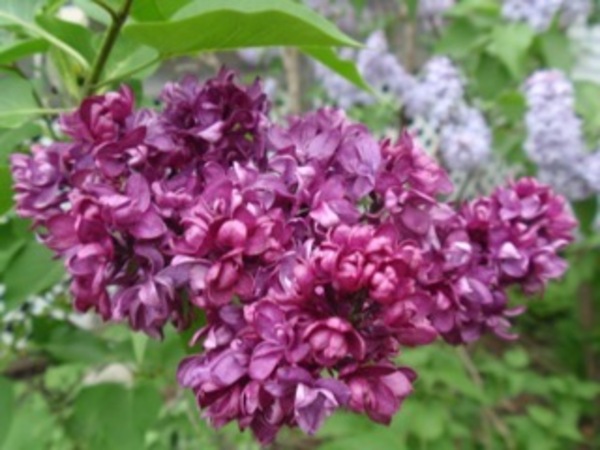 For The Love of Lilacs